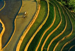 US-based standard seeks feedback on novel rice methodology