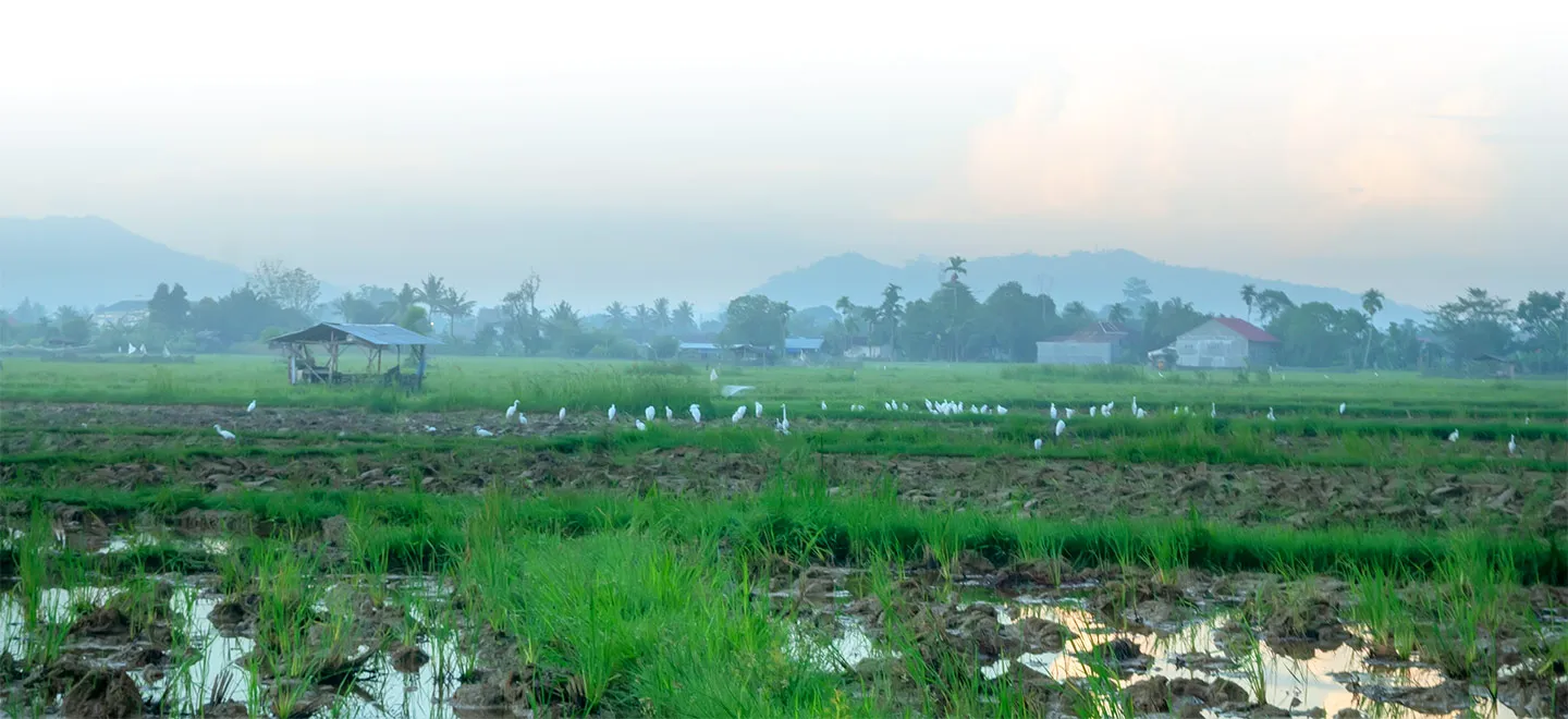 Farmland with birds